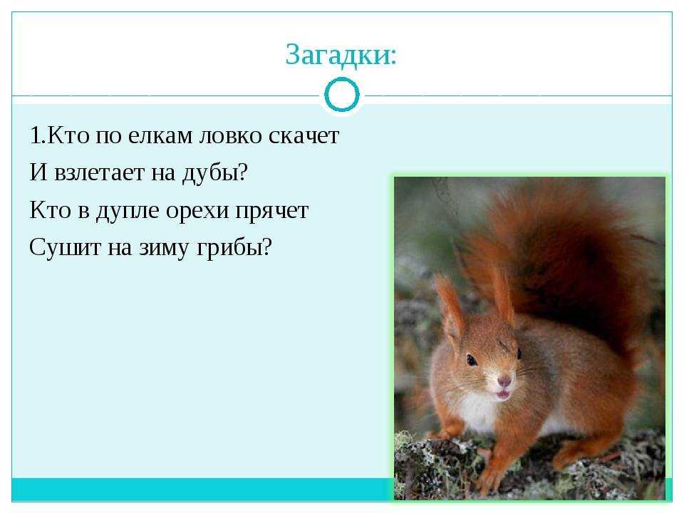 Детские загадки про орех