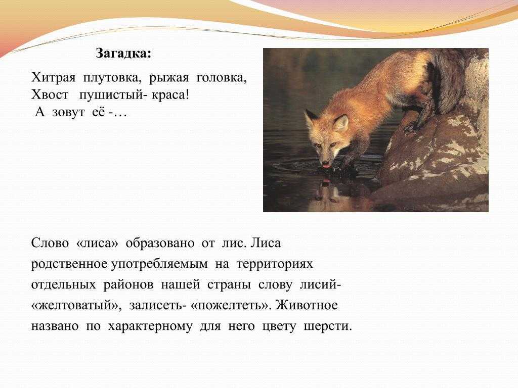 Мбдоу детский сад "мишутка"