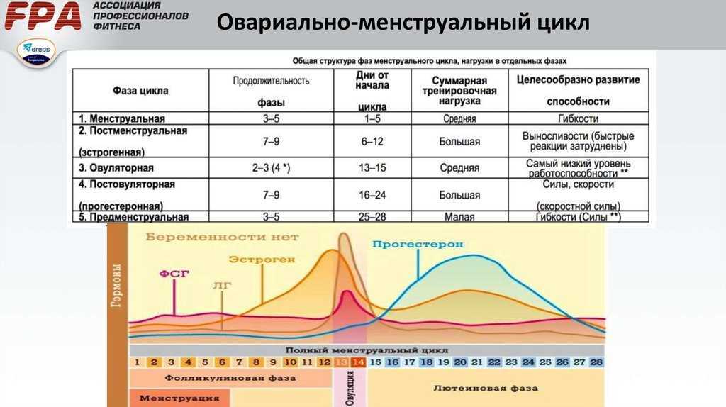 Фазы менструационного цикла: фазы цикла у женщин по дням схема (таблица)