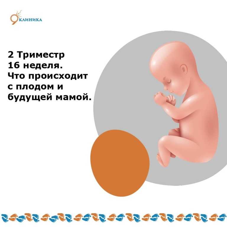 16 неделя беременности: фото, животик, узи, ощущения