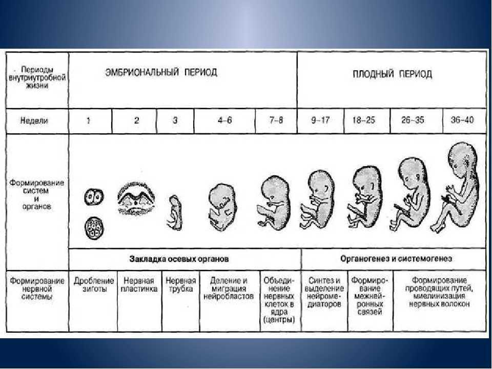 Внутриутробный период у человека длится. Онтогенез этапы эмбрионального развития. Схема этапы развития онтогенеза. Основные этапы эмбрионального развития человека в онтогенезе. Схема развитие эмбриона и плода.
