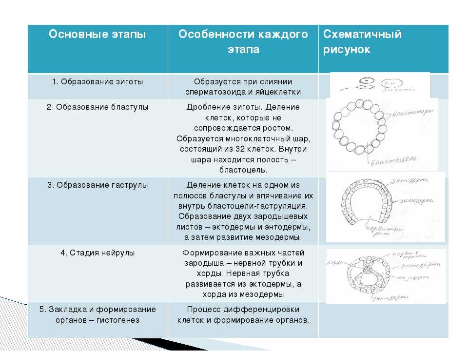 Узи плаценты при беременности: предлежание, степень зрелости, отслойка