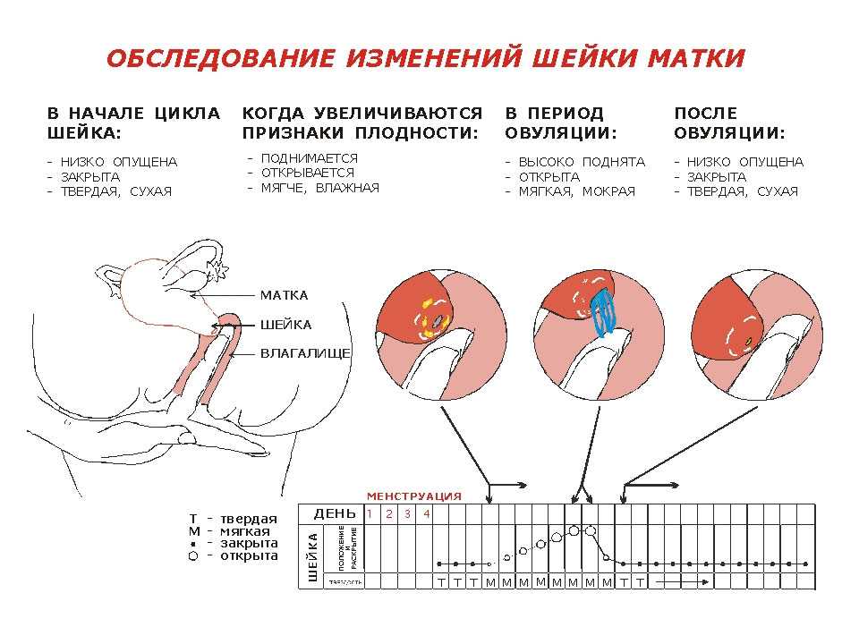 В какие дни можно быстрее всего забеременеть?