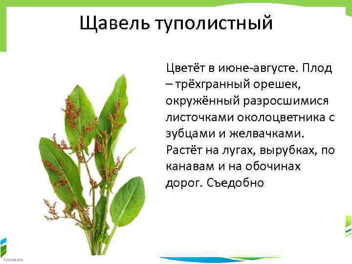 Щавель при грудном вскармливании: в чем польза растения