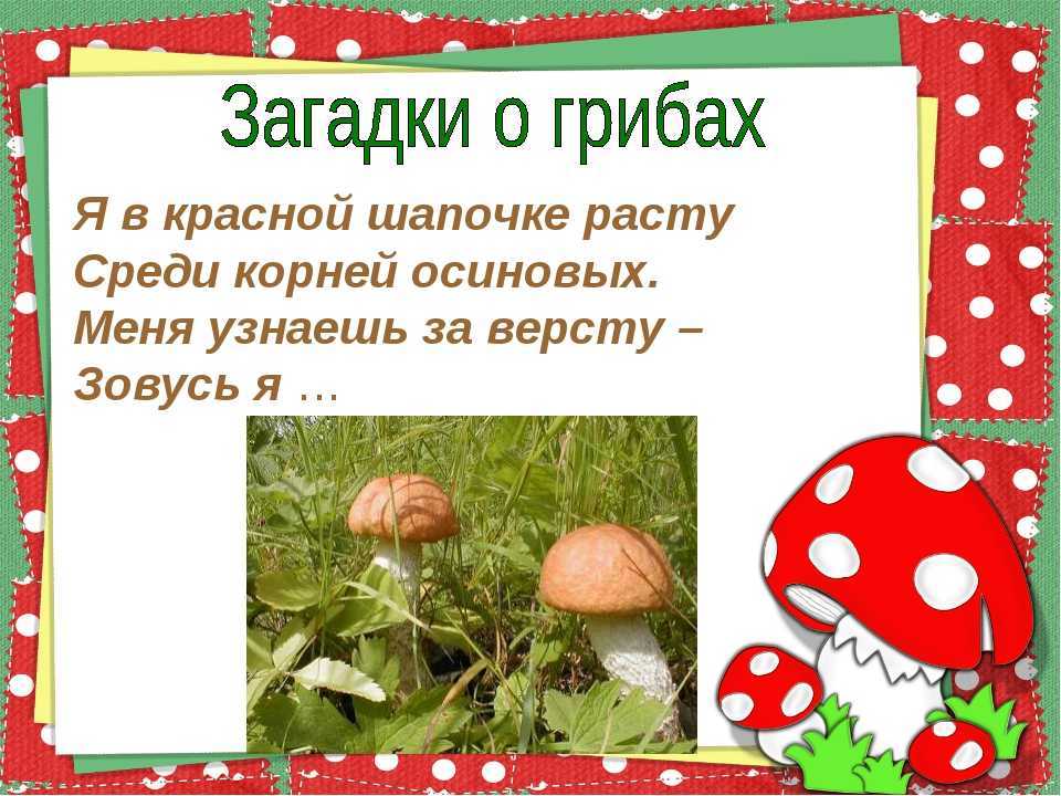 Загадки про грибы для детей. Загадки про грибы. Грибы загадки про грибы. 2 Загадки о грибах.