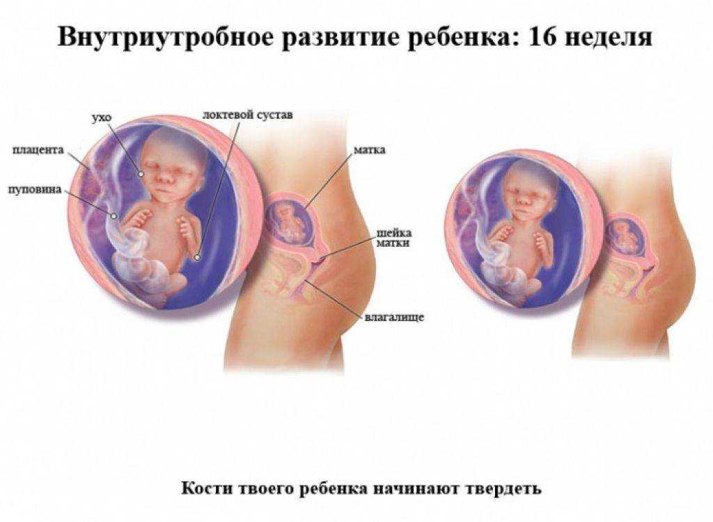 16 неделя беременности: что происходит в женском организме, фото ребёнка на узи, его развитие и размер