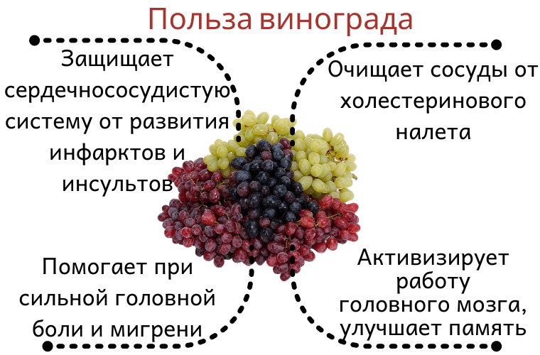 Почему нельзя детям виноград: с какого возраста можно давать виноград ребенку, и что учесть? – можно ли годовалому ребёнку виноград: не принесёт ли вреда? —  риси тв — мы знаем больше