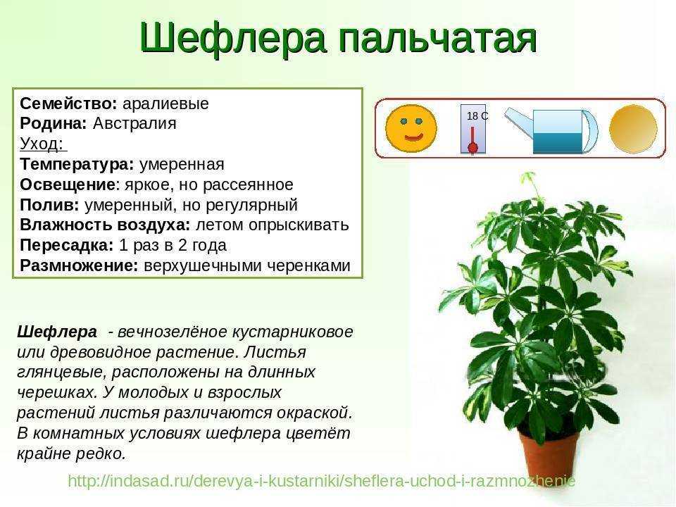 Монстера: описание, выращивание и уход за растением