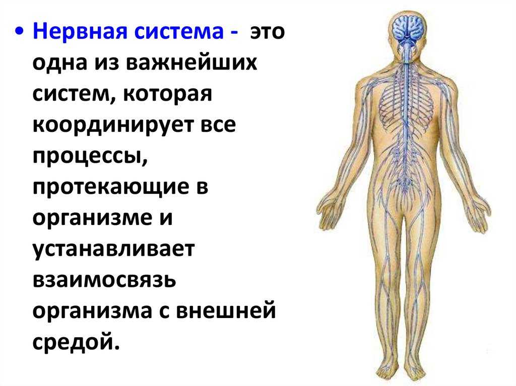 Органы входящие в центральную нервную систему. Функции нервной системы человека 5 класс. Нервная система человека строение и функции 8 класс. Нервнясистема. Нервная система нервы.