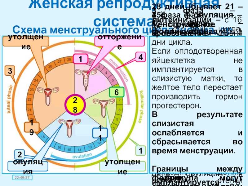 Используя данные диаграммы объясните функцию эстрогена в менструационного цикла