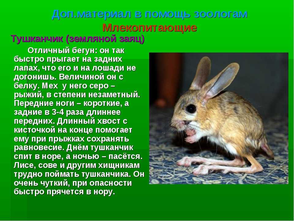 "тушканчик"