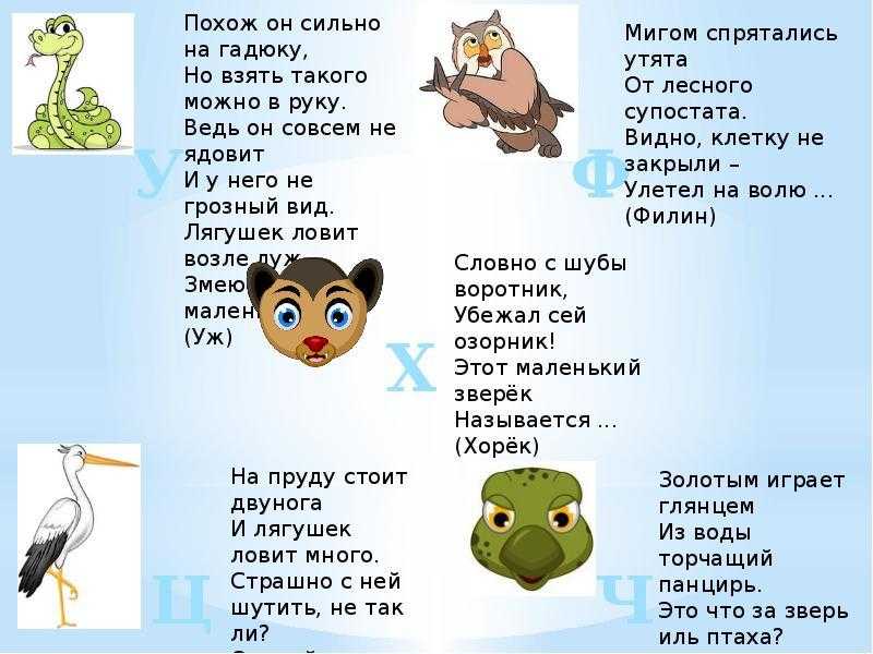 Детские загадки про диких животных