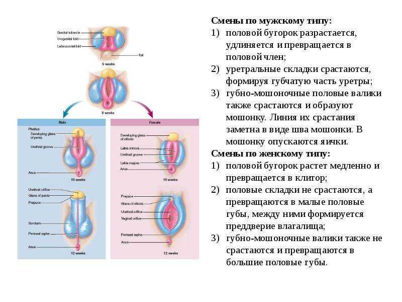 Синехии - причины появления, симптомы и методы лечения | детская гинекология см-клиники в санкт-петербурге