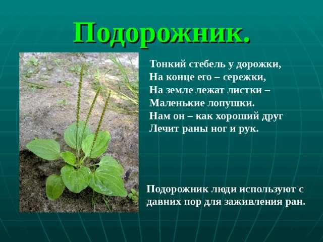 Магия биологии: летние поделки: человечки  из подорожника и одуванчика