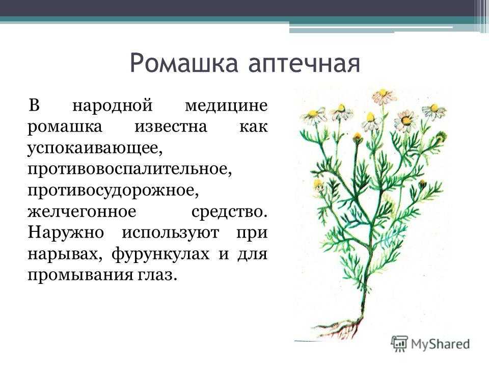 Ромашка для лица: крем, настой, отвар, компресс, распаривание и ромашковый лед, протирание кубиками польза и вред, аптечный экстракт в косметологии от прыщей | moninomama.ru
