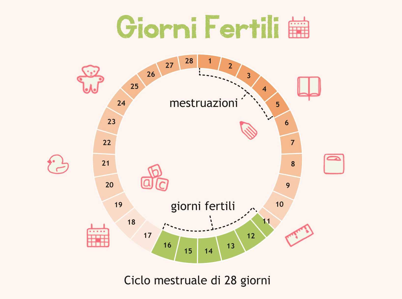 Могут ли после беременности пойти месячные. Цикл менструационного цикла. Цикл менструационного цикла и овуляция. 28 Дней менструационного цикла когда овуляция. Цикл месячных 28 дней.