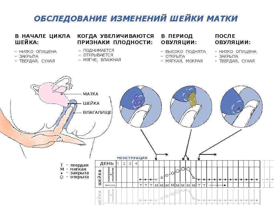 Половой акт после родов – когда возвращаться к сожительству после родов? | аборт в спб