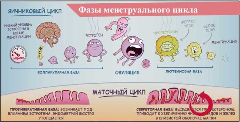 Месячные цикл. Менархе. 3 Фазы менструационного цикла. Менструальный цикл у девочек. Менархе что это такое у девочек.
