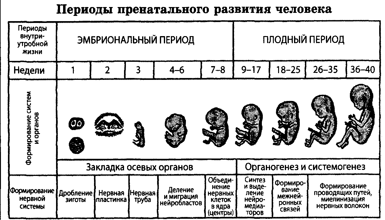 38 неделя беременности | уроки для мам
