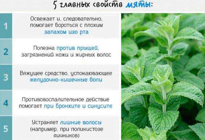 Мята: польза и вред для организма человека, для мужчин и женщин, чай