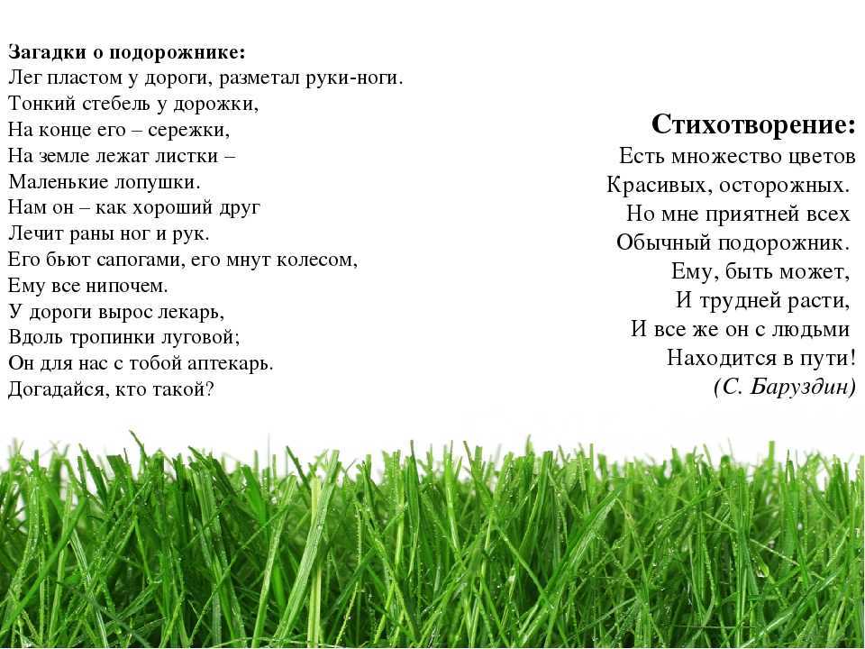 Магия биологии: летние поделки: человечки  из подорожника и одуванчика