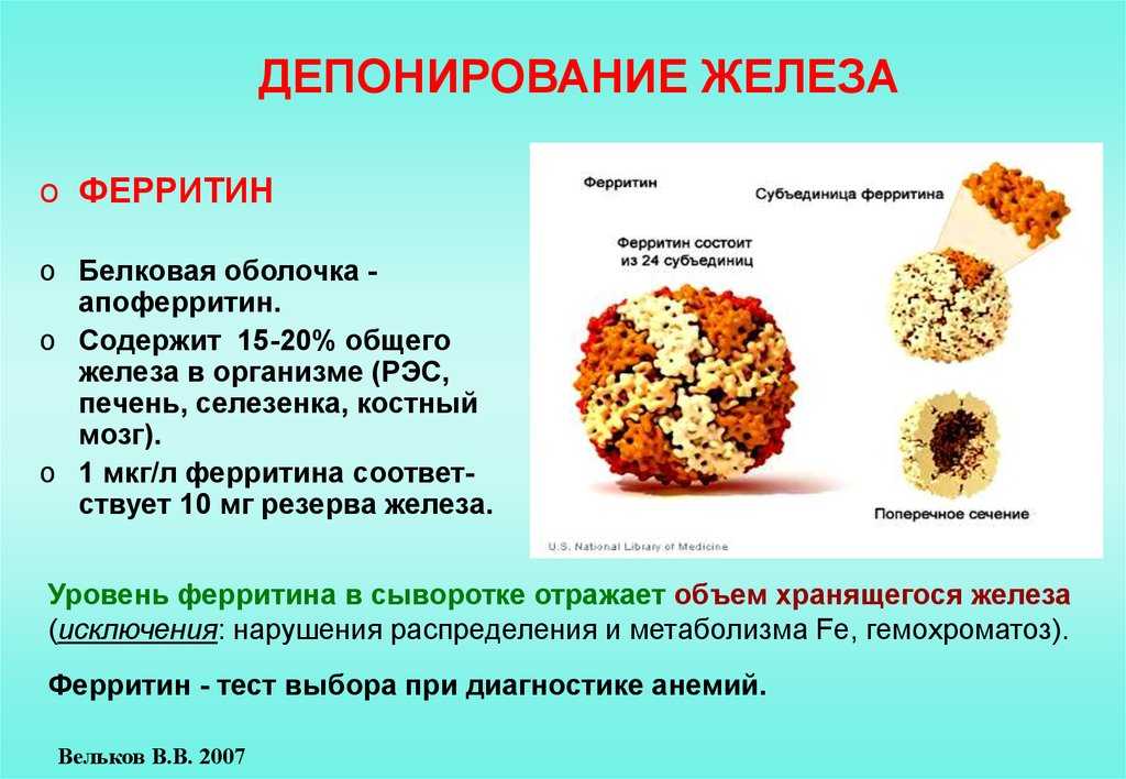 Норма железа в крови для женщин и мужчин по возрастам, причины высоких и низких показателей, и что нужно обследовать