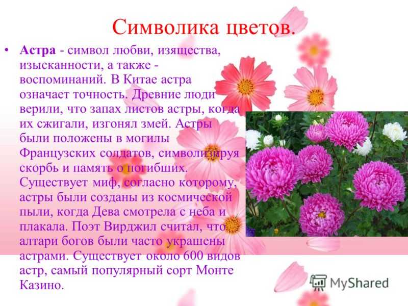 Значение имени астра: именины, совместимость, характеристика, происхождение