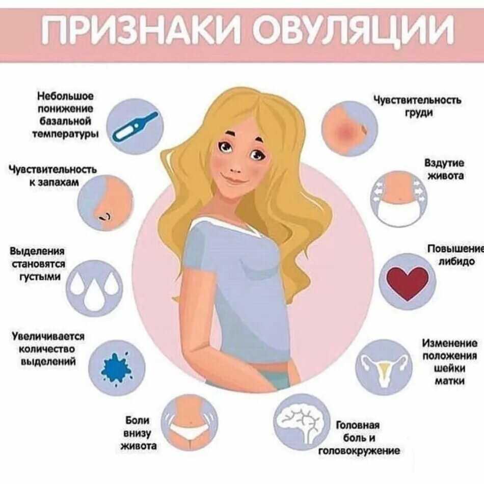 Как происходит зачатие ребенка Как определить наступление овуляции, на какой день лучше запланировать зачатие
