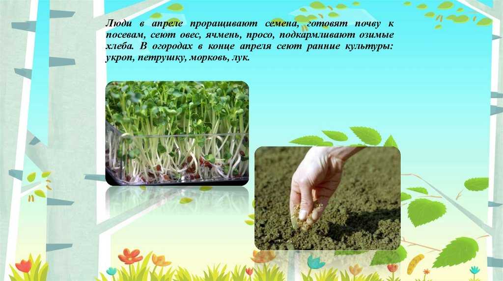 Загадки     сельскохозяйственные растения - светлана михайловна крючкова