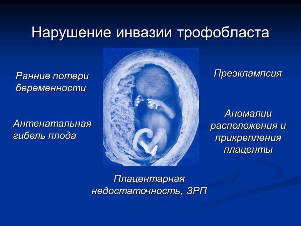 11 неделя беременности: развитие плода, ощущения мамы, фото