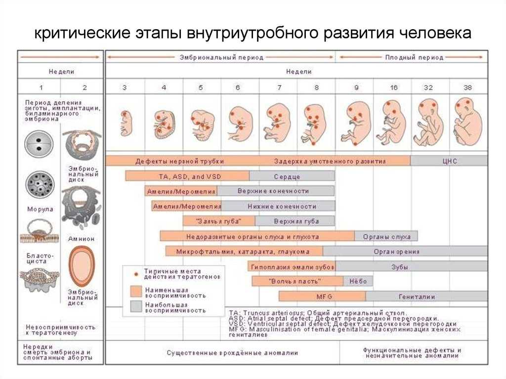 Критические периоды развития плода презентация