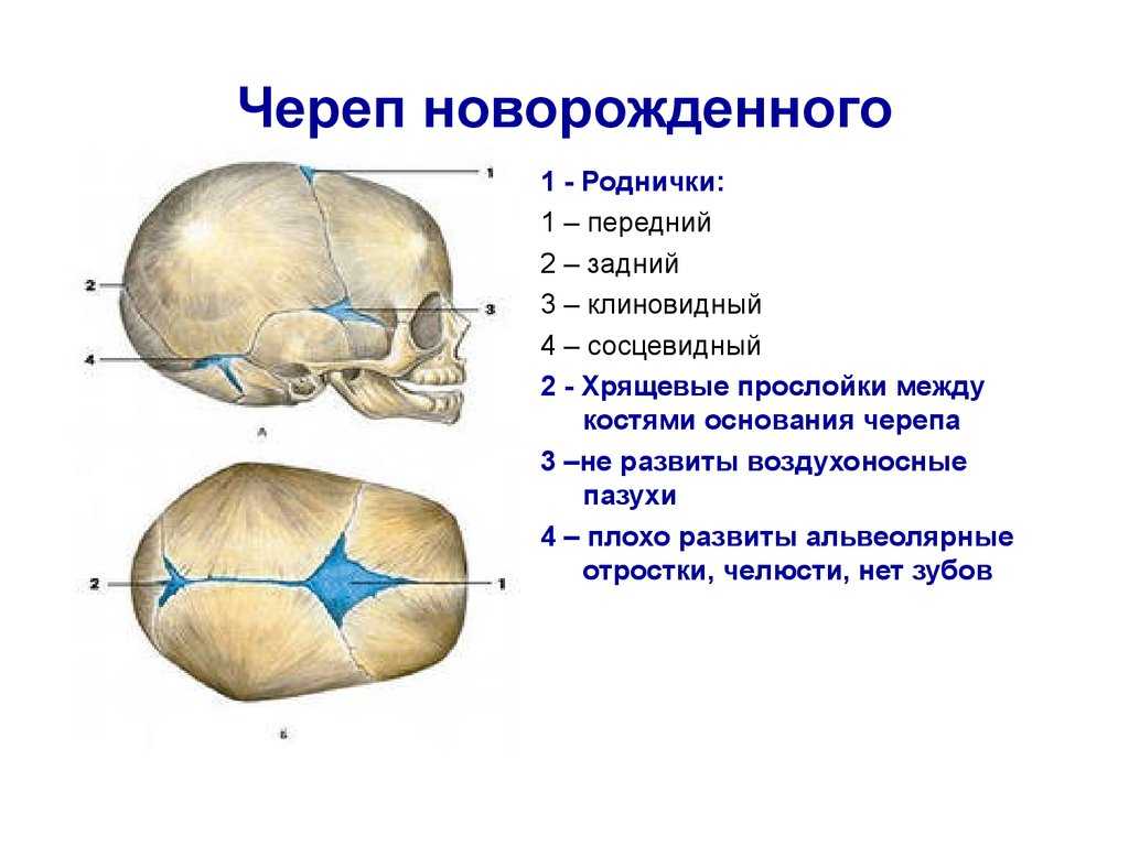 Должен ли пульсировать родничок у грудничка