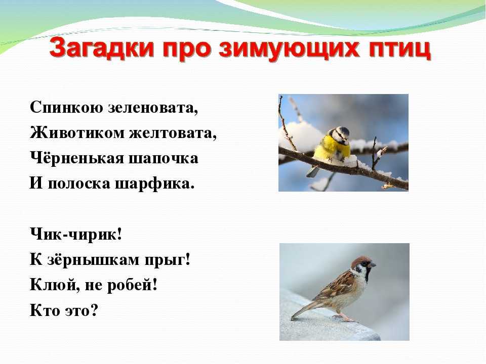 Загадки про птиц для детей — 130 крылатых загадок