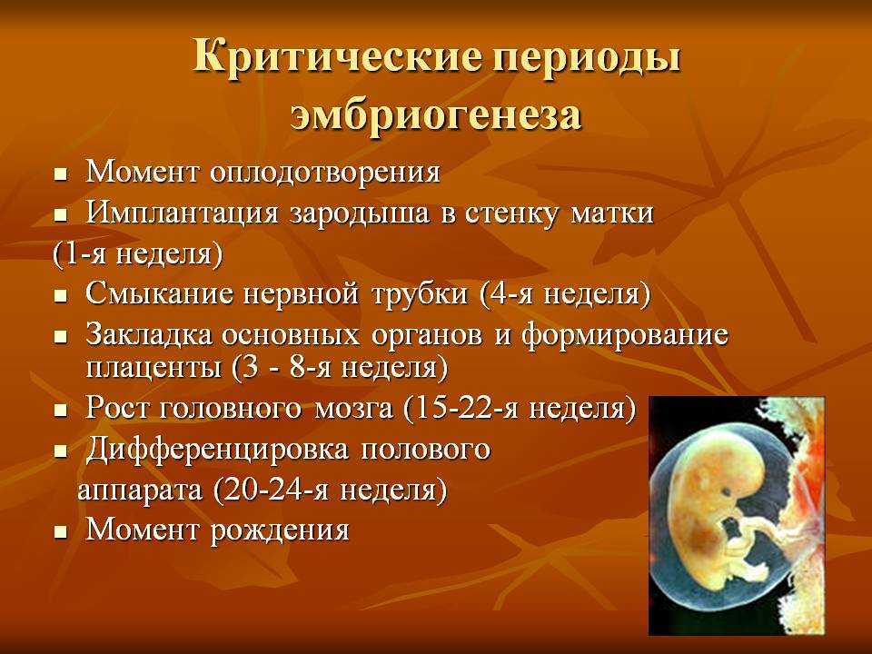 Критические периоды развития плода презентация