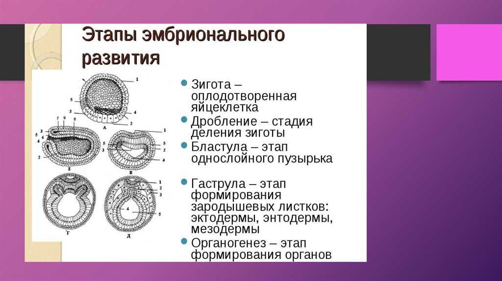 Объясните что происходит на каждом этапе эмбрионального развития представленного на рисунке