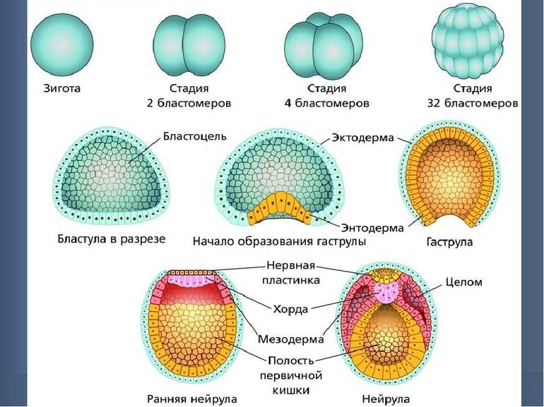 Рассмотрите рисунок 193 на с 236 укажите особенности развития зародыша млекопитающих кратко