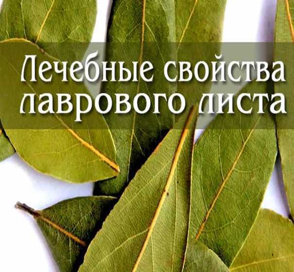 Польза и вред лаврового листа — 7 доказанных свойств и применение