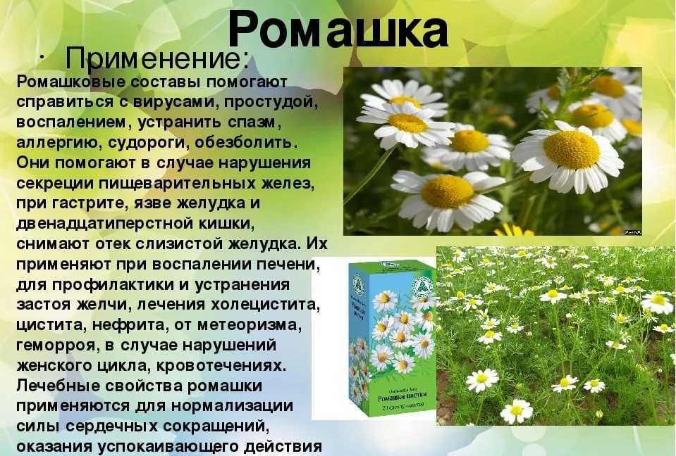 Аптечная ромашка: лечебные свойства и противопоказания. инструкция по применению цветков ромашки - medside.ru