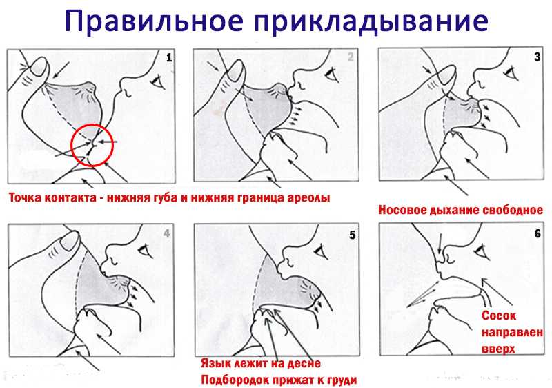 Что нужно знать молодой маме о грудном вскармливании