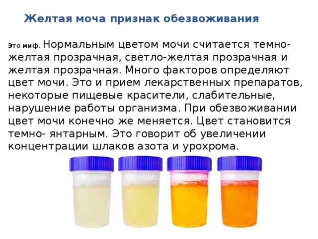 Мочевыделительная система при беременности