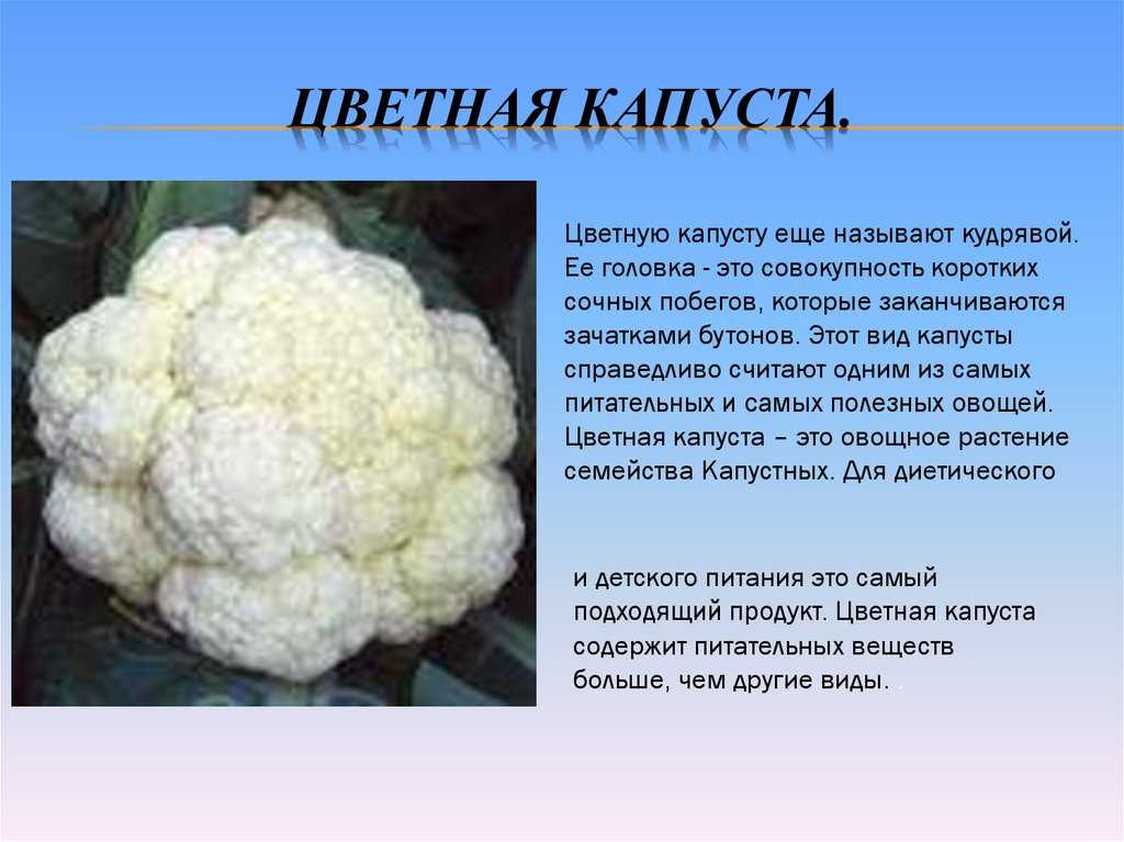 Цветная капуста при кормлении: полезные свойства