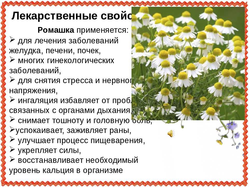 7 полезных для организма свойств чая из ромашки. вред