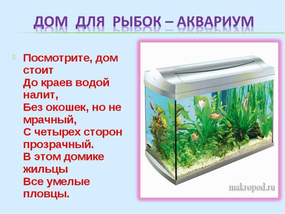 Загадки с подвохом