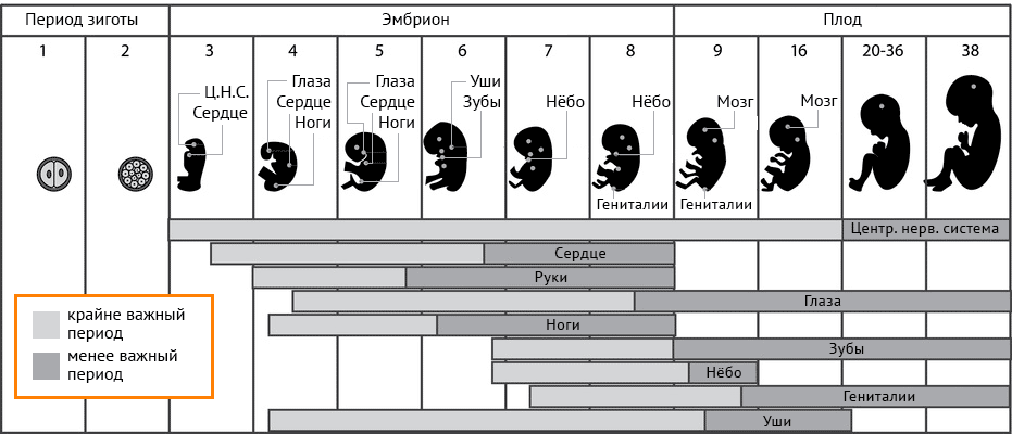34 неделя беременности