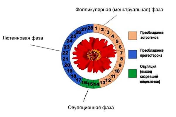Менструальный цикл (цикл месячных) – что это такое | нормы дней месячных, продолжительность, интенсивность кровотечений у женщин | o.b.®
