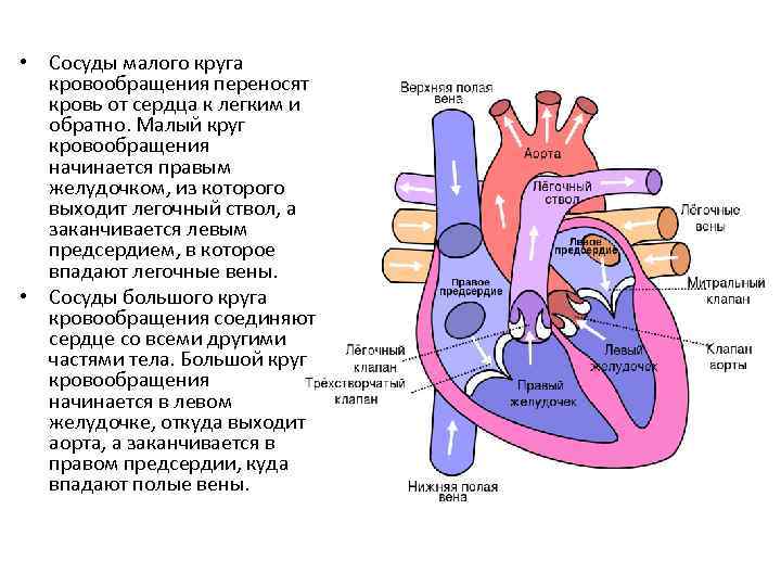 Пентада кантрелла: клиническое наблюдение » акушерство и гинекология