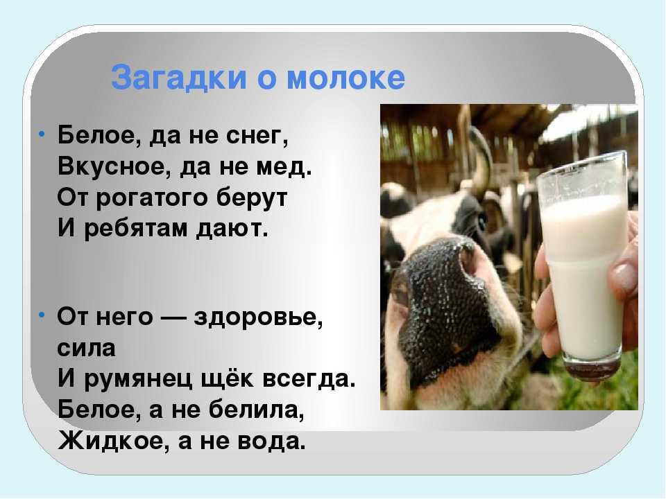 Загадки про молоко и молочные продукты для детей