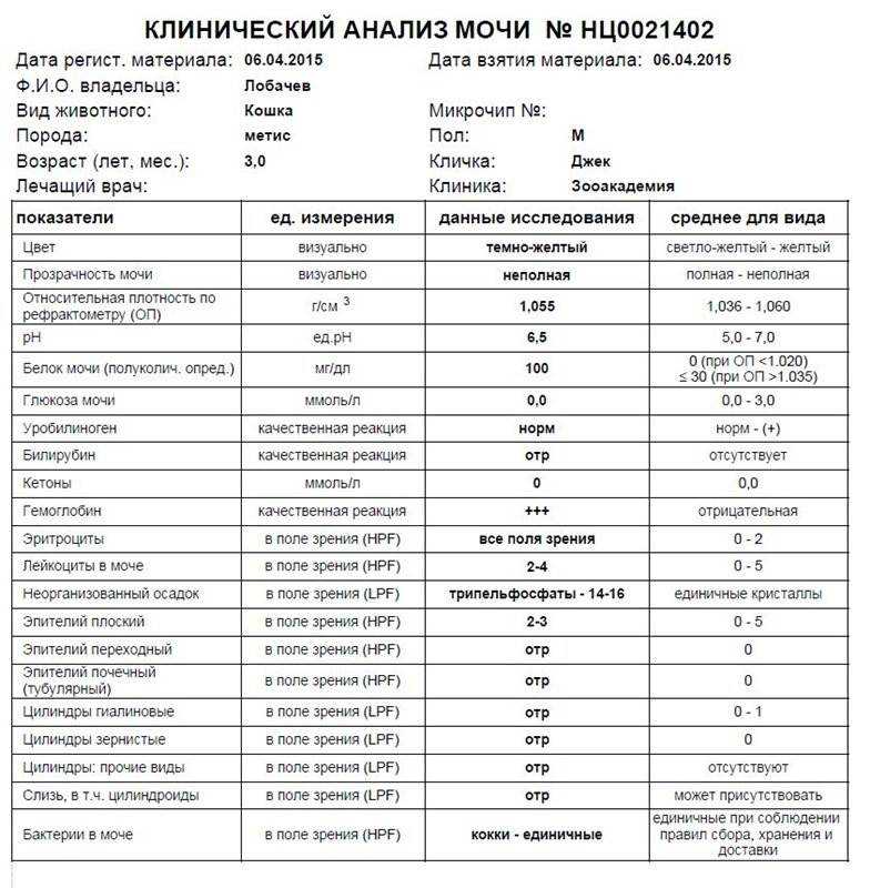 Все, что необходимо знать об общем анализе мочи - клиника в уручье