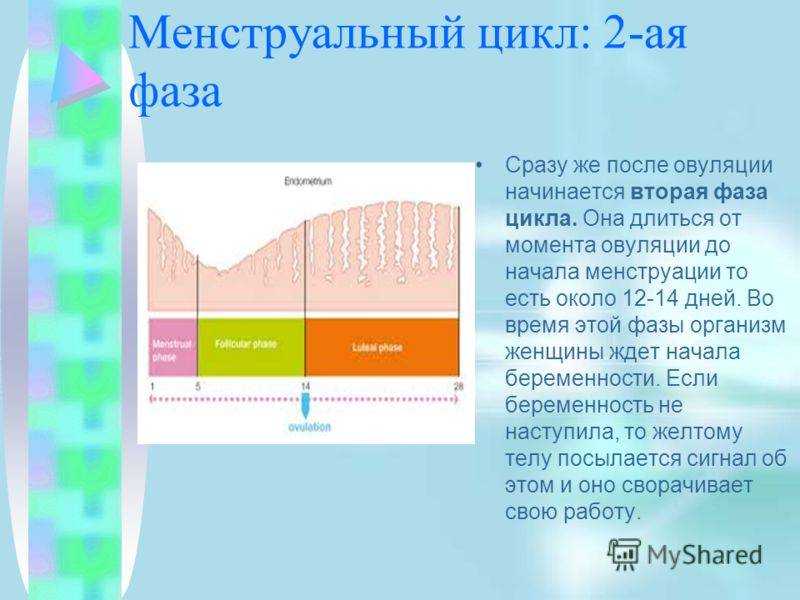 Цикл месячных: правильно рассчитываем и проверяем свое здоровье
