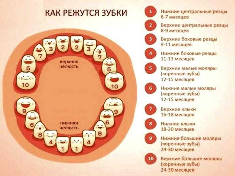 Детские молочные зубы схема